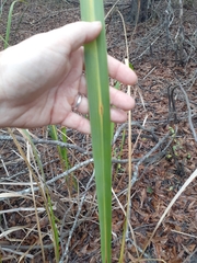 Zizaniopsis miliacea