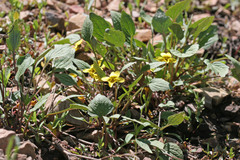 Viola utahensis