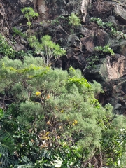 Genista tenera