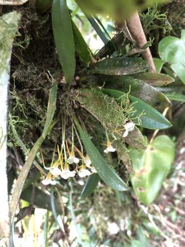 Masdevallia attenuata, photograph 3