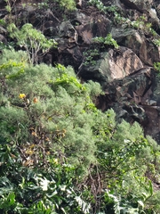Genista tenera