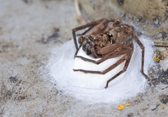 Heteropoda jugulans