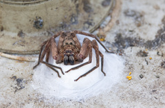 Heteropoda jugulans