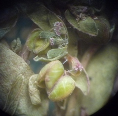 Euphorbia glyptosperma