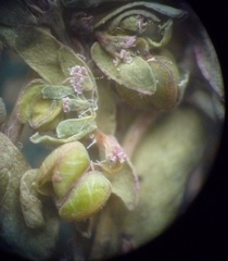 Euphorbia glyptosperma