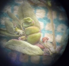 Euphorbia glyptosperma