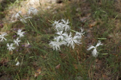 Dianthus arenarius