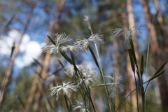 Dianthus arenarius
