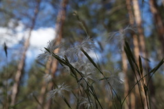 Dianthus arenarius