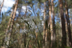 Dianthus arenarius