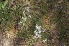 Dianthus arenarius