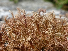 Sphaerophorus fragilis