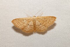 Scopula hypochra