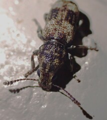 Dendropemon