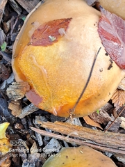 Suillus pseudobrevipes