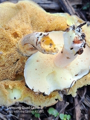 Suillus pseudobrevipes