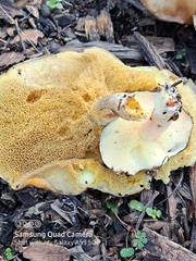 Suillus pseudobrevipes