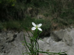 Moehringia muscosa