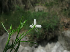 Moehringia muscosa