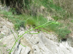 Moehringia muscosa
