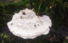 Calcipostia guttulata