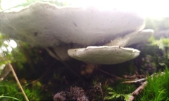 Calcipostia guttulata