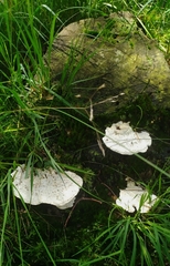 Calcipostia guttulata