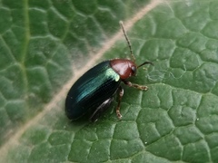 Psylliodes tricolor