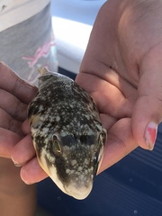 Sphoeroides maculatus