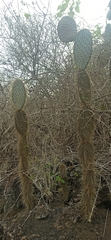 Opuntia galapageia