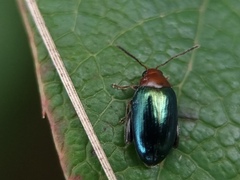 Psylliodes tricolor