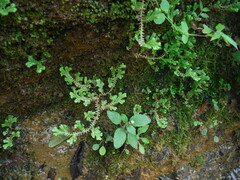 Selaginella uncinata