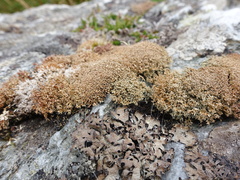 Sphaerophorus fragilis