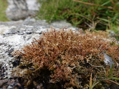 Sphaerophorus fragilis