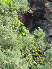 Convolvulus massonii