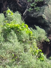 Convolvulus massonii