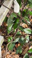 Trachelospermum