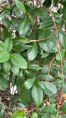 Trachelospermum