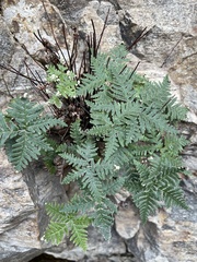 Notholaena standleyi