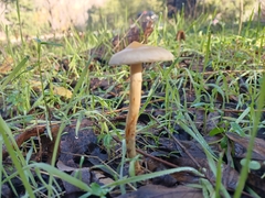Leratiomyces percevalii