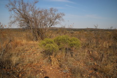 Euclea linearis