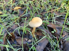 Leratiomyces percevalii