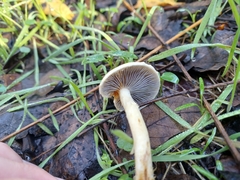 Leratiomyces percevalii