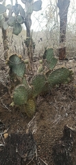 Opuntia galapageia