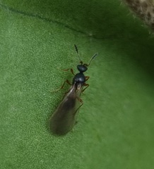 Hymenoptera