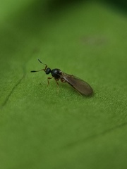 Hymenoptera