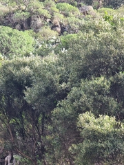 Olea europaea cerasiformis
