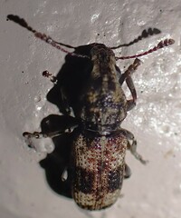 Dendropemon