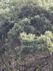 Olea europaea cerasiformis