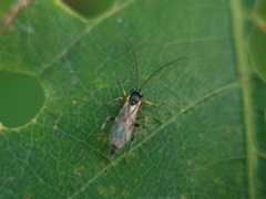 Ichneumonidae